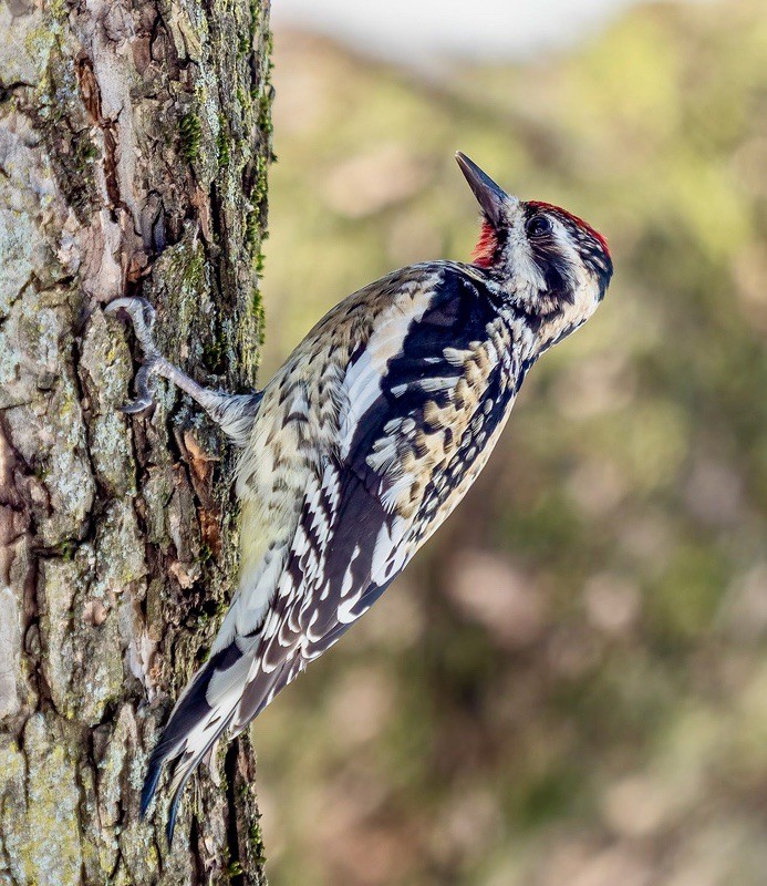 Yellow-bellied Sapsucker male in Central Park by Rhododendrites is licensed under CC BY-SA 4.0.